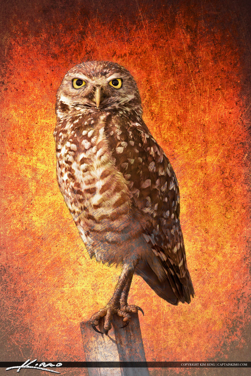 Burrowing Owl on Post Textured Photo Art.