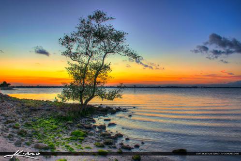 Stuart Florida Okeechobee Waterway Mangrove at Park