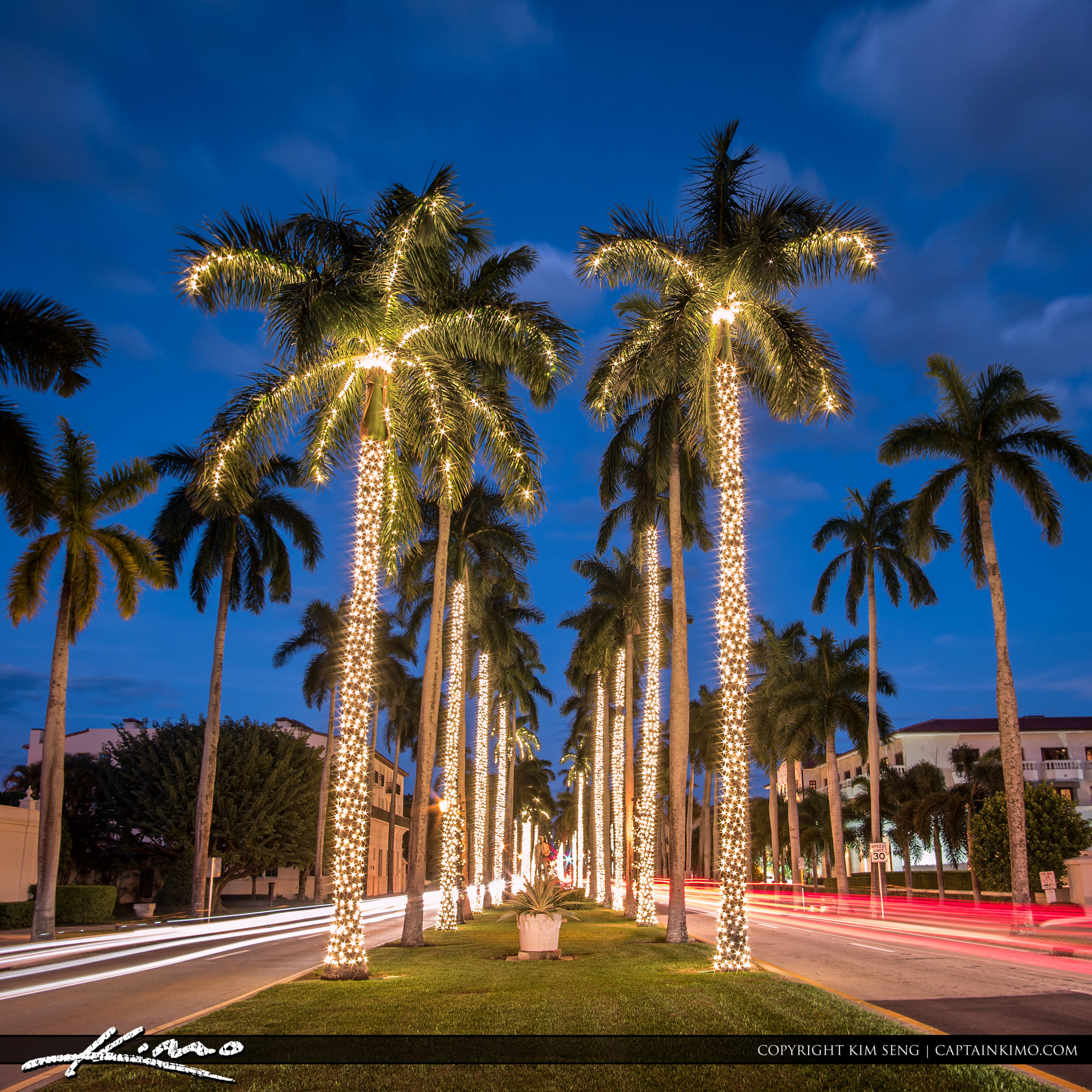 Royal Palm Tree Christmas Lights Palm Beach Island HDR Photography By