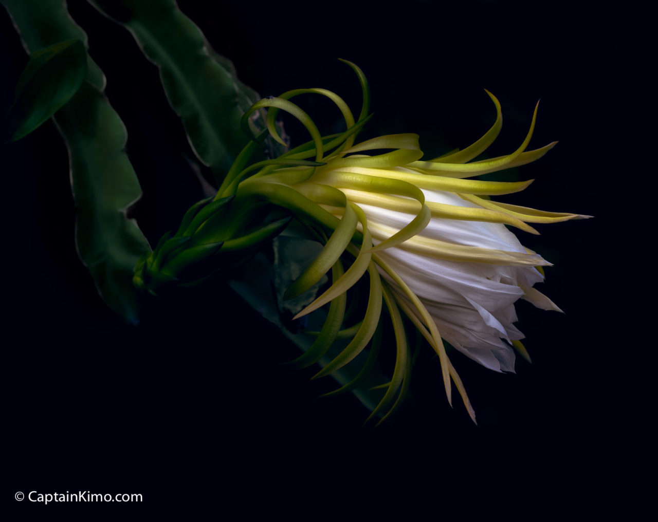 Dragon Fruit Flower Dark Canvas | HDR Photography by Captain Kimo