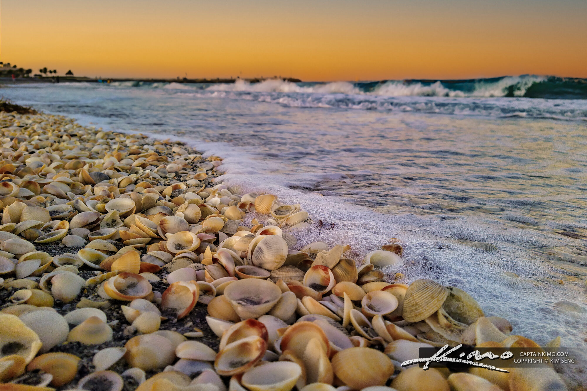 Seashells From Jupiter Inlet Florida Palm Beach County HDR