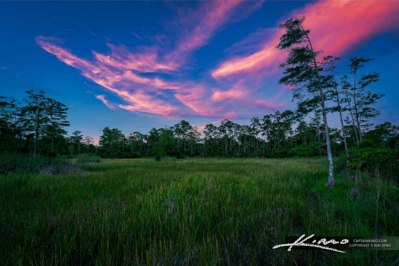 Cypress Creek South Natural Area Wetlands and Cypress Tree Jupiter Florida HDR Photography by