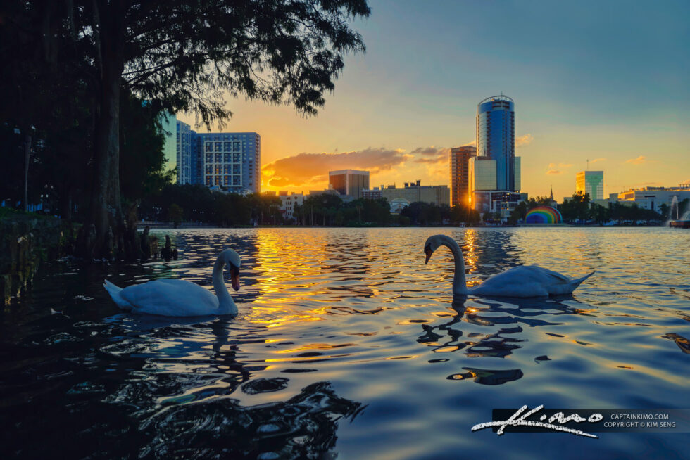Swans at Sunset Lake Eola Orlando Florida HDR Photography by Captain Kimo