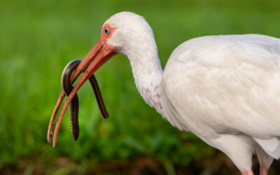 White Ibis Snaring Glass Snake