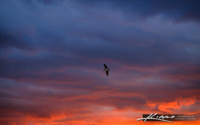 Crimson Dawn Over Jupiter Inlet
