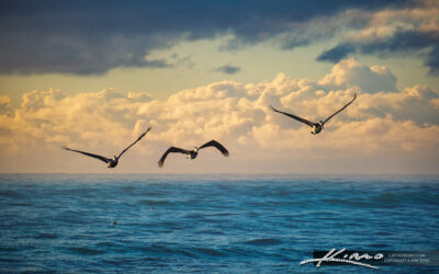 Soaring Pelicans at Sunrise