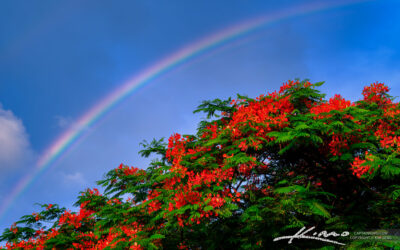Rainbow Behind Royal Poinciana Tree in Bloom Palm Beach Gardens