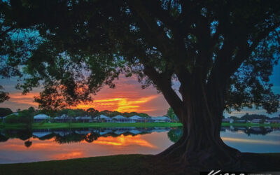 Sunset at Lake Catherine Under the Ficus Tree