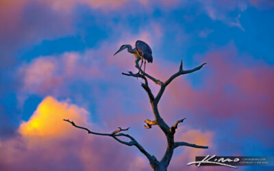 Blue Heron Royal Palm Beach Natural Area