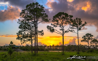 Sunset Between Pine Trees at Sweetbay Natural Area