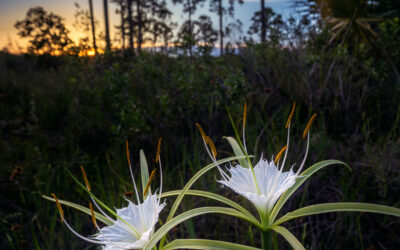 Spider Lily Royal Palm Beach Natural Area