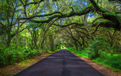 Oak Canopy Road Twin Oaks Conservation Area Kissimmee