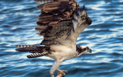 Jupiter Inlet Osprey Fishing with Mullet