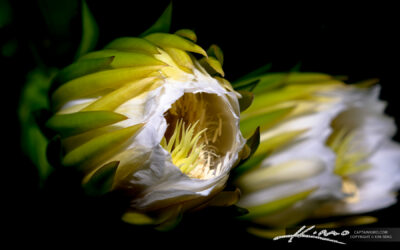 Dragonfruit Flower Getting Ready to Open