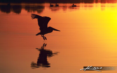 Pelican at Sunset Over Lake Worth Lagoon in North Palm Beach