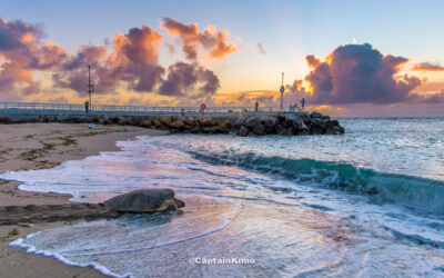 Jupiter Inlet Sea Turtle Sunrise on Beach July 17 2025