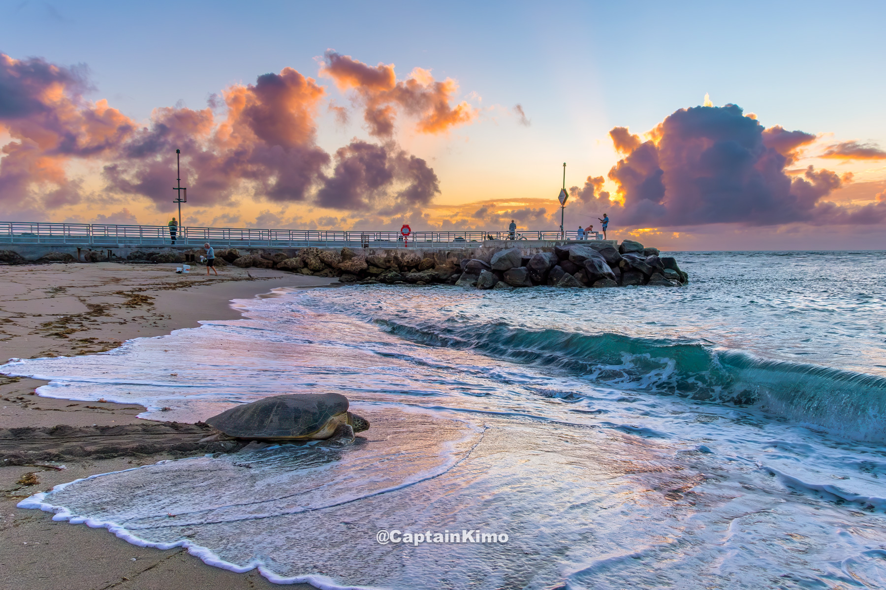 Jupiter Inlet Sea Turtle Sunrise on Beach July 17 2025