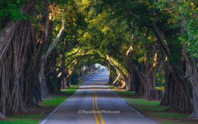 Explore the Scenic Tunnel of Trees Along Bassett Creek Trail in