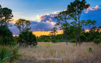 Explore the Diverse Flora and Fauna at Royal Palm Beach Pines During a Vibrant Sunset on Natures Way