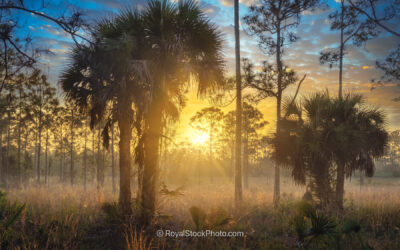 Scenic Sunrise Illuminates Natural Trails at Royal Palm Beach