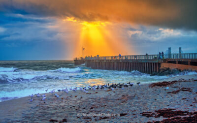 Coastal Ecosystem Thrives at Sebastian Inlet Fishing Pier in Mel