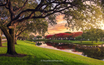 Morning Light and Royal Poinciana in Palm Beach Gardens